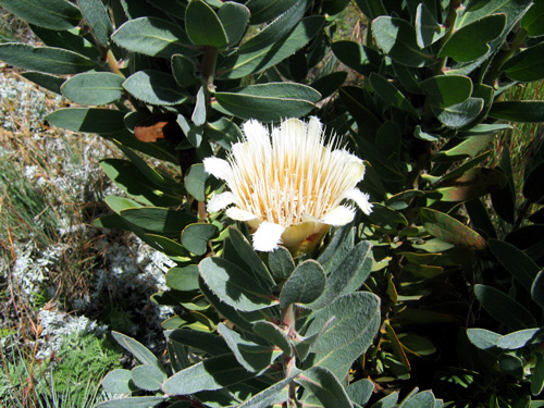 Lipflower protea / sugarbush