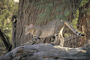 African Wildcat (Felis libyca). Kalahari-Gemsbok National Park. South Africa