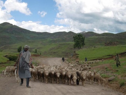 Basotho shepards herding sheep in Lesotho